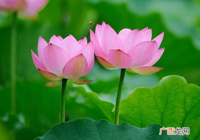 为什么莲花会在佛教中那么受重视 莲花代表什么象征意义