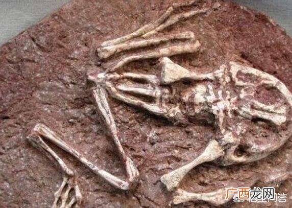 史前青蛙真的能吃掉恐龙 恐龙时代的魔鬼蛙有多大