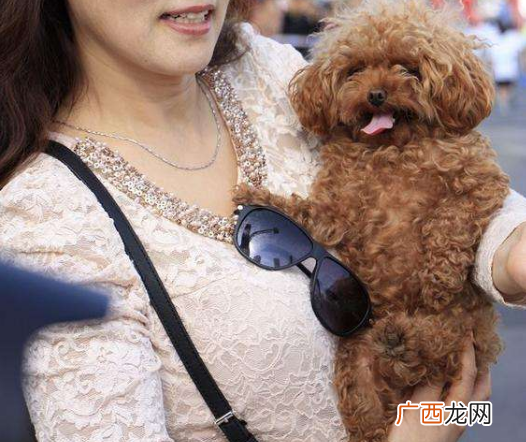 宠物狗闻主人裤裆为了这5件事 狗狗为什么老闻主人裆部