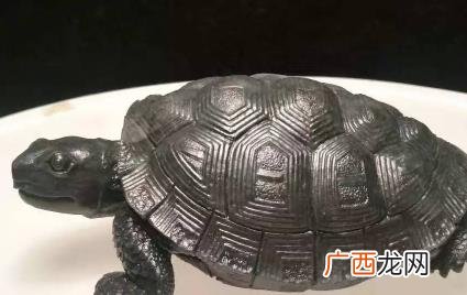 乌龟肠胃炎有哪几种症状 乌龟肠胃炎是怎么引起的