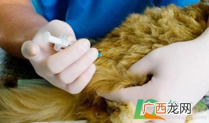 幼猫驱虫和打疫苗顺序 幼猫疫苗一共要打几针