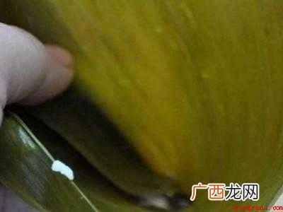 怎样做粽子和包粽子的具体操作步骤 怎样做粽子和包粽子