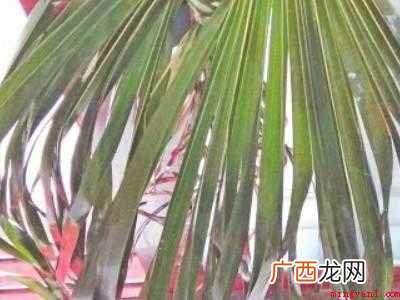 怎样做粽子和包粽子的具体操作步骤 怎样做粽子和包粽子