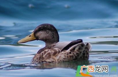 给鸭子灌白酒为什么 杀鸭子为什么要灌白酒