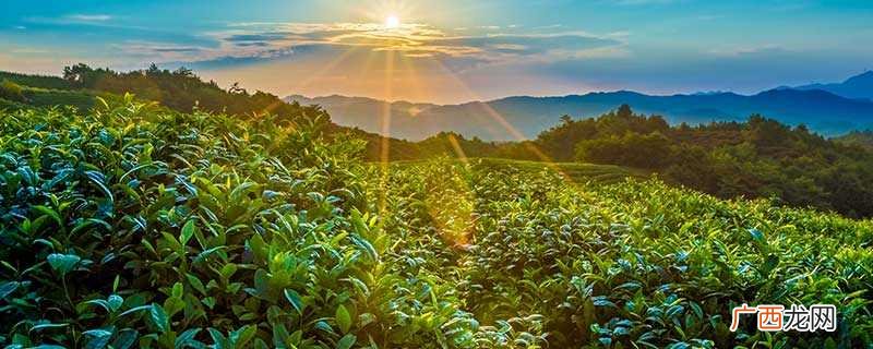 马灵光树和紫薇树的区别 马灵光是什么树