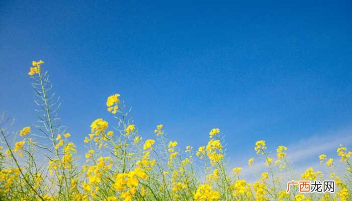 油菜花是中国第一大食用植物油原料 油菜花是什么意思