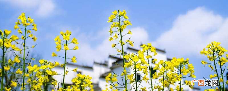 油菜花是中国第一大食用植物油原料 油菜花是什么意思