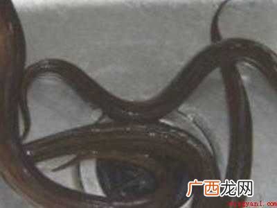 善鱼片红烧怎么做好吃的具体操作步骤 善鱼片红烧怎么做好吃