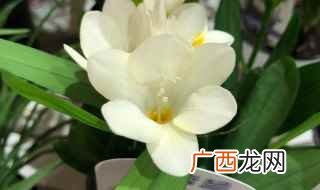香雪兰的养殖方法 如何养殖香雪兰