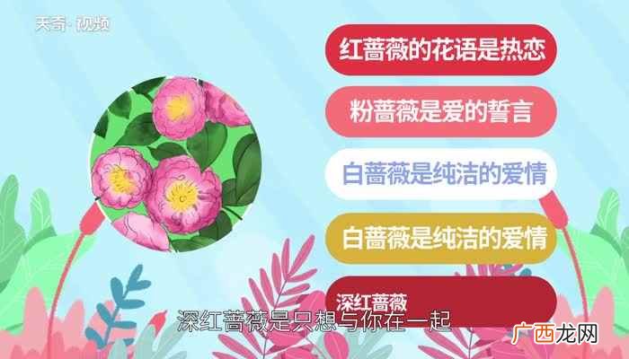 蔷薇花语 蔷薇花的花语是什么