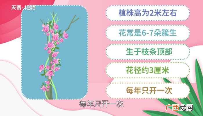 蔷薇花语 蔷薇花的花语是什么
