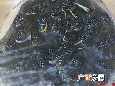 桑葚怎么发酵成酒的具体操作步骤 桑葚怎么发酵成酒