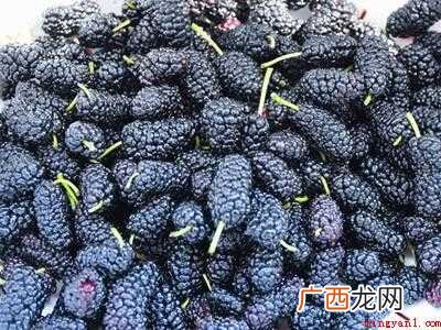 桑葚怎么发酵成酒的具体操作步骤 桑葚怎么发酵成酒