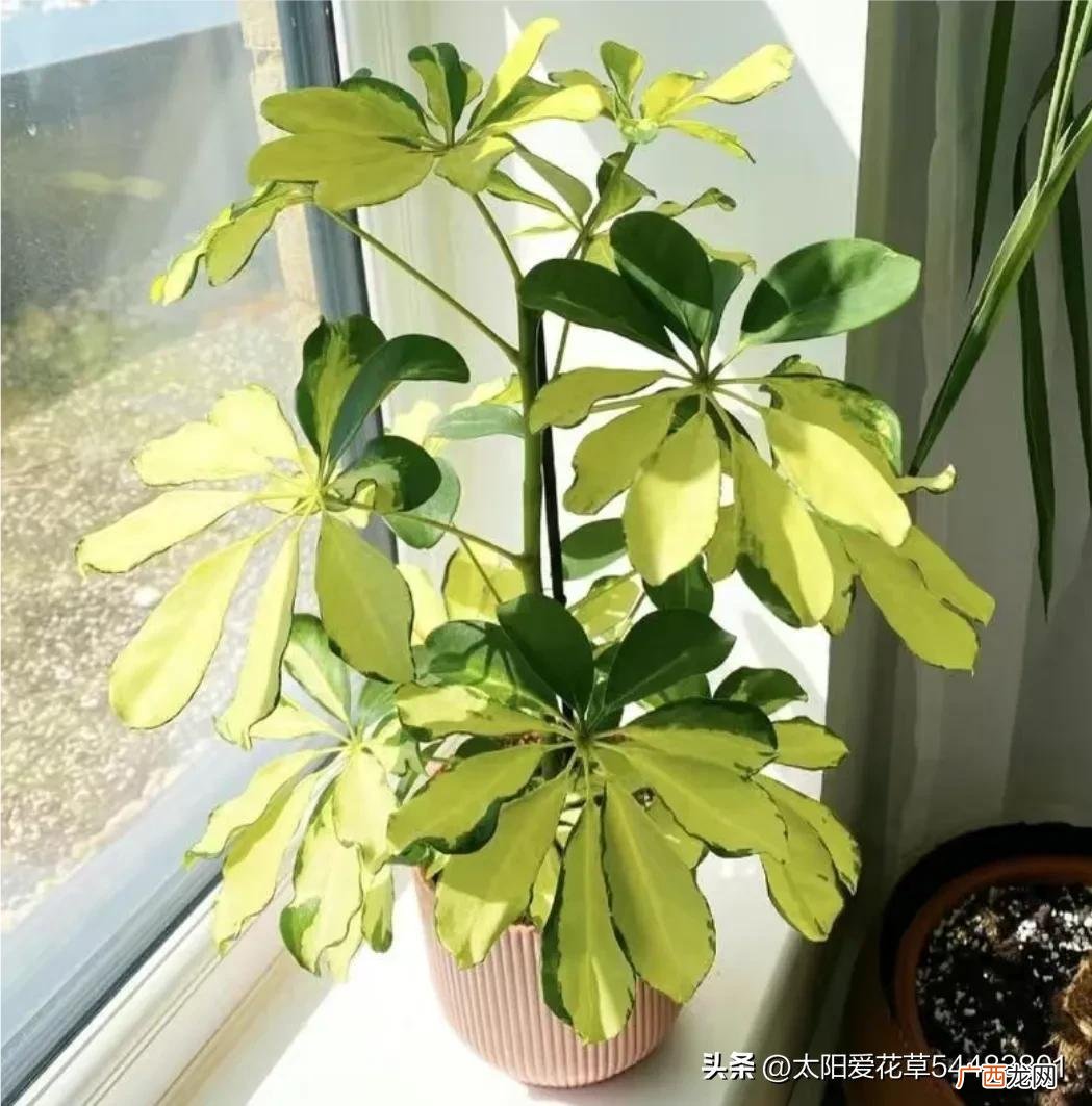 日常养护散射光照环境但夏季防强光晒 鸭脚木喜阳还是喜阴