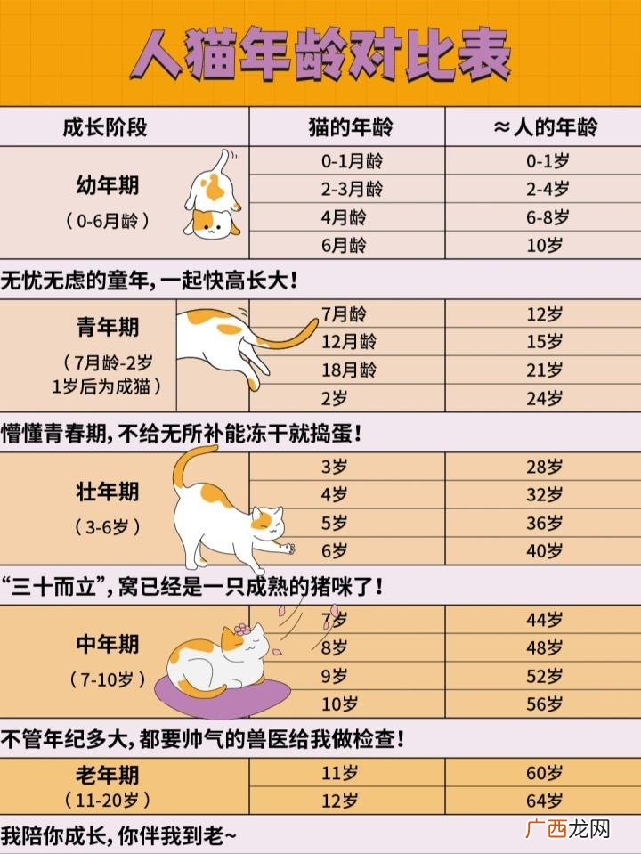 人猫年龄对比表 猫的年龄相当于人的年龄多少岁