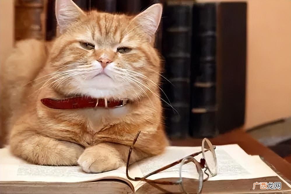 猫咪：铲屎的，我不想忘记你... 猫咪痴呆症状有哪些