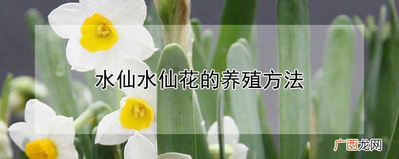 水仙花适合栽种到疏松、肥沃且腐殖质含量较高的土壤中 水仙水仙花的养殖方法