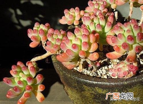 乙女心的养护方法和注意事项 乙女心多肉长出状态好看吗
