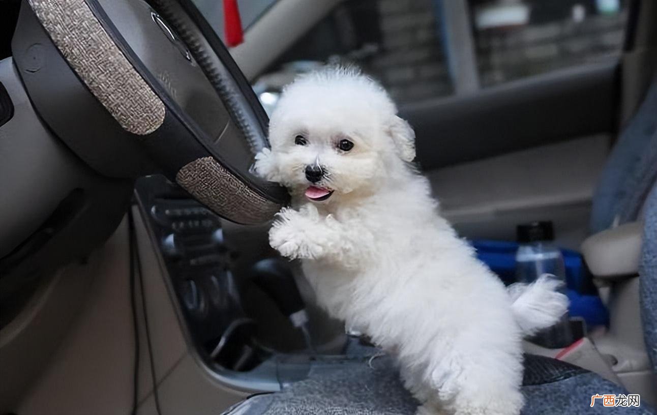 比熊犬怎么养 比熊犬多少钱一只