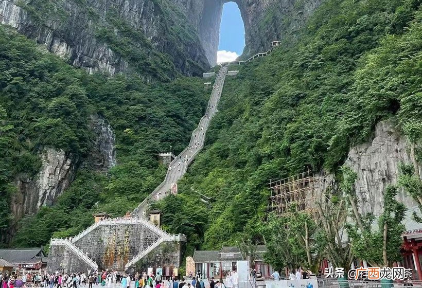 为什么要选择张家界的莓茶 张家界莓茶多少钱一斤