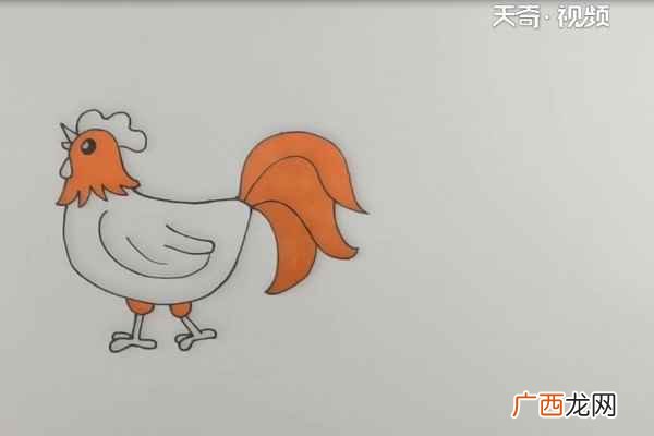 公鸡的身体和尾巴有什么区别 大公鸡简笔画