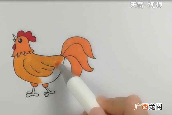 公鸡的身体和尾巴有什么区别 大公鸡简笔画
