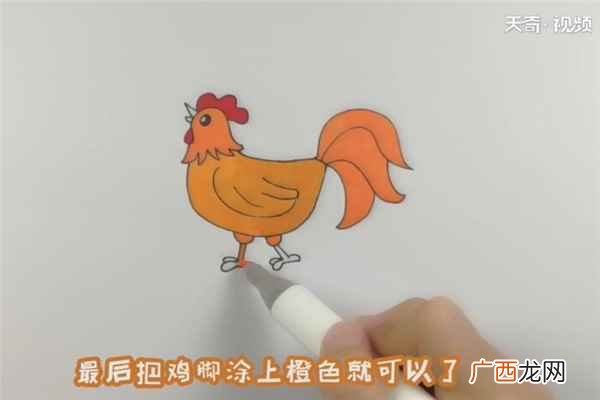 公鸡的身体和尾巴有什么区别 大公鸡简笔画
