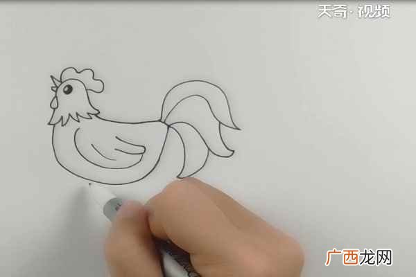 公鸡的身体和尾巴有什么区别 大公鸡简笔画