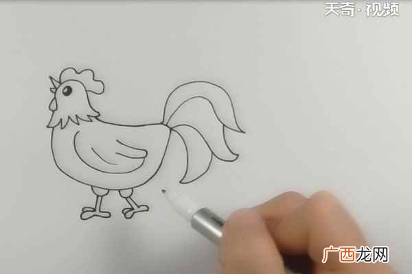 公鸡的身体和尾巴有什么区别 大公鸡简笔画