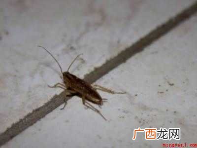 怎么把家里的蟑螂彻底清除的具体操作步骤 怎么把家里的蟑螂彻底清除