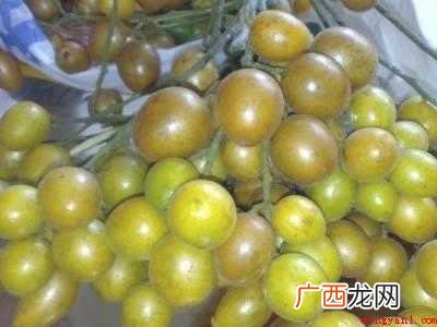 黄皮蜜糖的制作方法的具体操作步骤 黄皮蜜糖的制作方法
