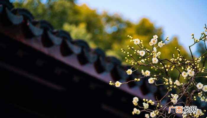 什么的梅花填空词语 什么的梅花填空词语两个字