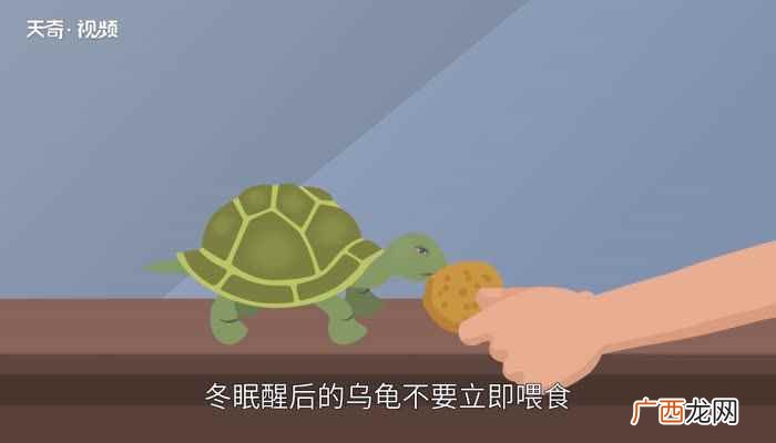 乌龟冬眠吗 什么龟不需要冬眠