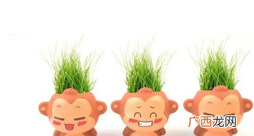 草头娃娃一开始必须浸泡24小时吗 草头娃娃要浸泡多久