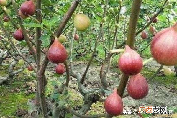 无花果树不结果的原因分析 无花果不结果是怎么回事