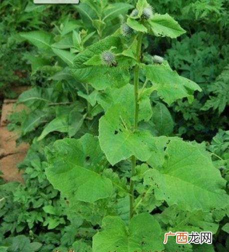 云木香是一种怎样的植物 云木香的功效与作用
