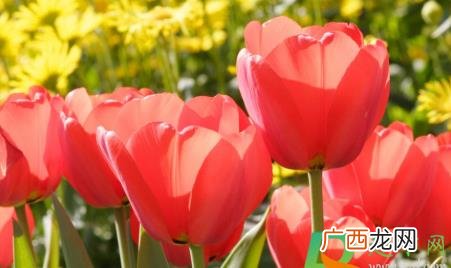 郁金花室内种会有毒吗 郁金花放在家里有毒吗