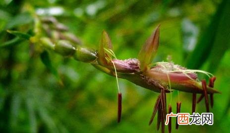 竹子开花绝对不是什么好兆头 竹子开花是什么征兆