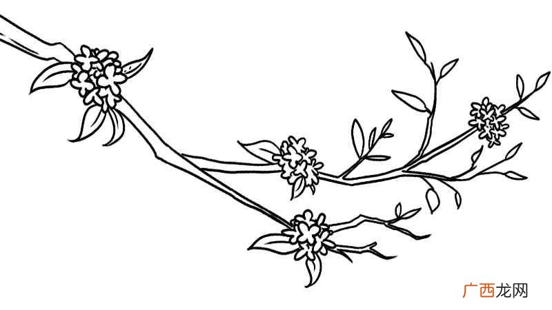 桂花树的枝干和一簇桂花 桂花树简笔画