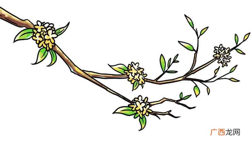 桂花树的枝干和一簇桂花 桂花树简笔画