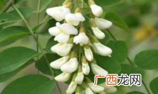 洋槐花的做法 蒸洋槐花是洋槐花最具代表性的吃法