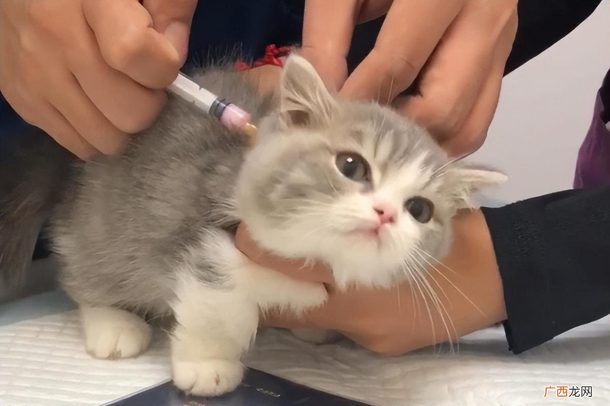猫咪什么时候打疫苗比较好 猫三联间隔多久打一次