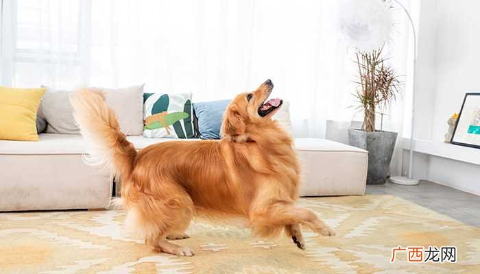 狗狗什么情况下会得狂犬病 狗狗常见的品种有哪些