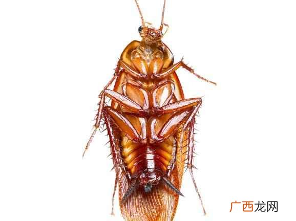 彻底去除蟑螂的妙招有5个 怎么去除蟑螂彻底