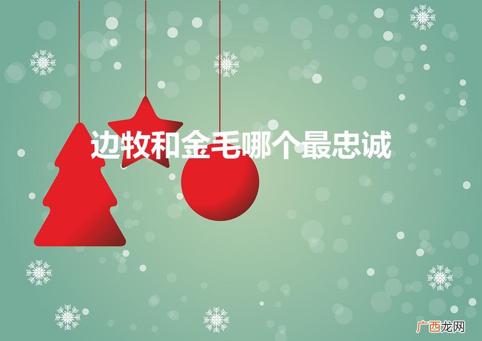边牧和金毛哪个最忠诚（边牧和金毛哪个最忠诚一点)