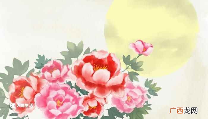 牡丹花为什么是百花之王 牡丹花什么时候开