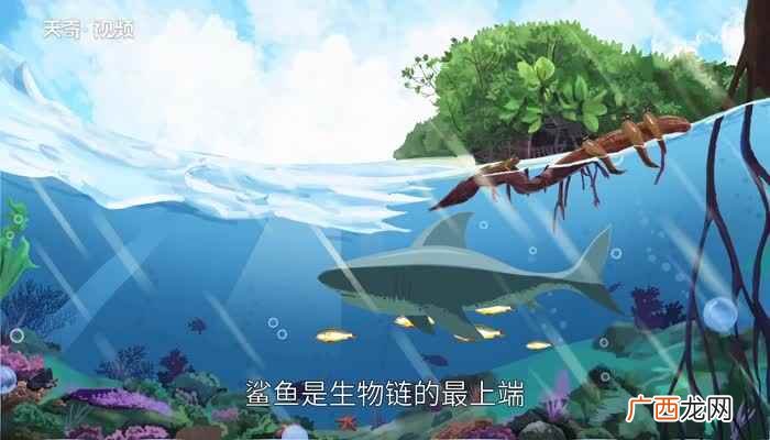 鲨鱼是不是卵生还是胎生 鲨鱼是不是哺乳动物