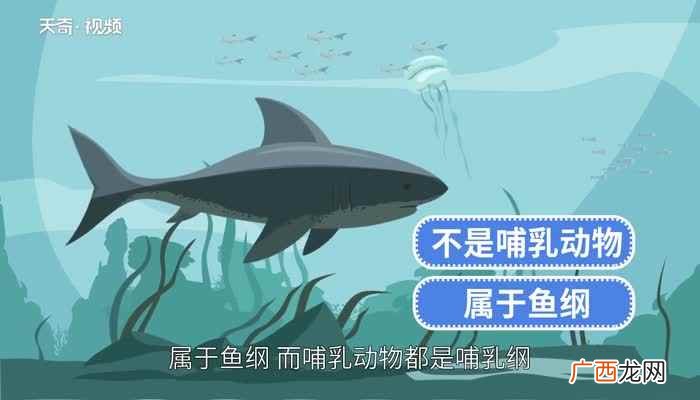 鲨鱼是不是卵生还是胎生 鲨鱼是不是哺乳动物