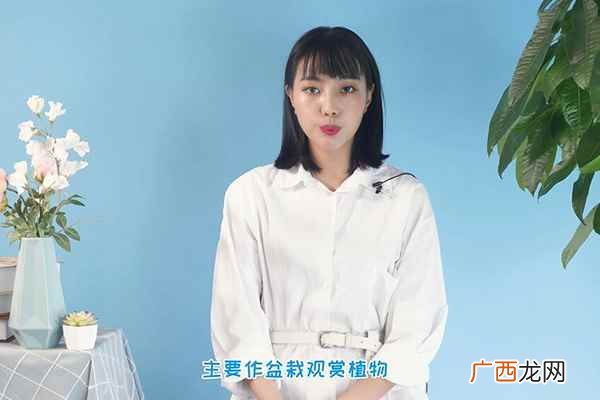 富贵竹怎么水养才旺盛 富贵竹怎么水养