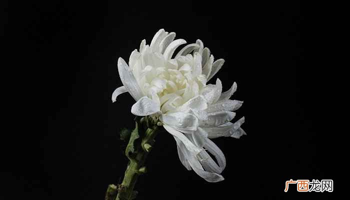 菊花代表什么的象征意义白菊花代表什么意思